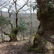 Saja-Besaya Natural Park, Spain