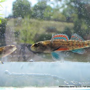 Watercress Darter National Wildlife Refuge