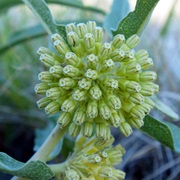 Green Milkweed (Asclepias Viridiflora)