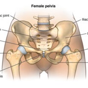 Pelvic
