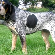 Bluetick Hound