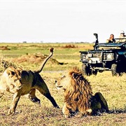 Go on an African Safari