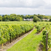 Loire Valley Vineyards, France