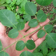 Cabbage-Tree (Moringa Stenopetala)