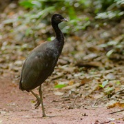 Black-Winged Trumpeter