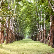 Firestone Rubber Plantation, Liberia