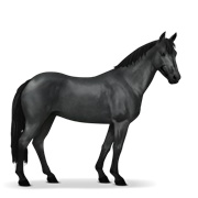 Australian Pony - Black