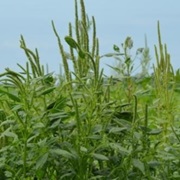 Palmer's Grass (Distichlis Palmeri)