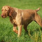 Hungarian Wire Haired Vizsla