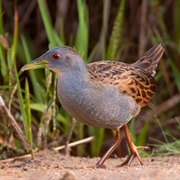 Ash-Throated Crake (Mustelirallus Albicolis)