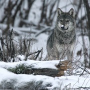 Poland / Bieszczady NP, Slovakia / Poland