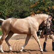 Czech Warmblood