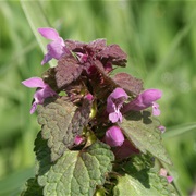 Red Dead-Nettle (Lamium Purpureum)