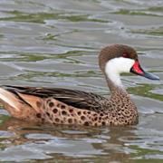 White-Cheeked Pintail