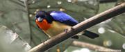 Orange Throated Tanager