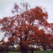 Comfort Maple, Pelham, Ontario