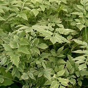 Java Waterdropwort (Oenanthe Javanica)