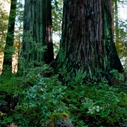 Reynolds Wayside Campground, California