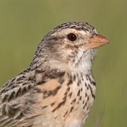 Botha's Lark