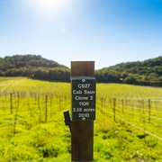 Hidden Meadow Vineyard