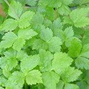JAPANESE PARSLEY