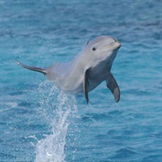 Dolphin