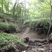 Hadrosaurus Foulkii Leidy Site