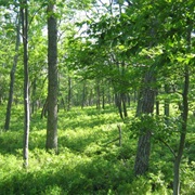 Delaware State Forest, Pennsylvania
