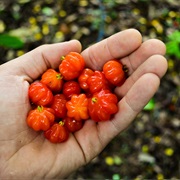 Surinam Cherry (Eugenia Uniflora)