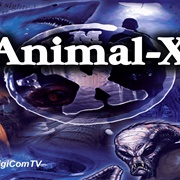 Animal X