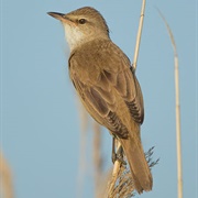 Great Reed Warbler