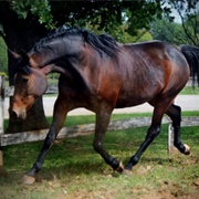 American Warmblood
