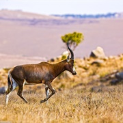Malolotja Nature Reserve, Eswatini