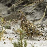 Burchell's Sandgrouse
