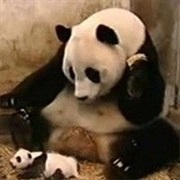 Sneezing Baby Panda