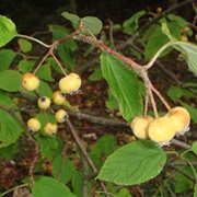 Yunnan Crabapple (Malus Yunnanensis)