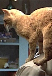 Philip Marlowe's Cat, the Long Goodbye (1973)