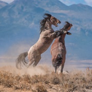 Wild Horse