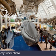 Natural History Museum Whale Hall