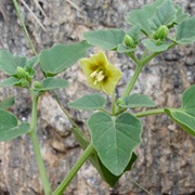 Ivyleaf Groundcherry (Physalis Hederifolia)