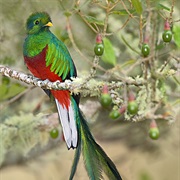 Resplendent Quetzal (Guatemala)