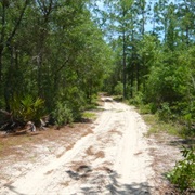 Etoniah Creek State Forest, Florida