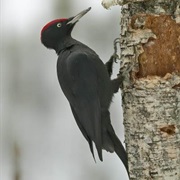 Black Woodpecker