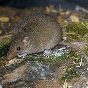 Subtropical Antechinus