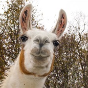 Llamas