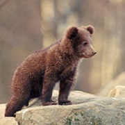 Brown Bear