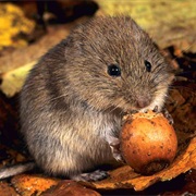 Bank Vole