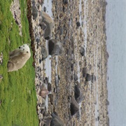 Talk to a Wild Polar Bear From a Tundra Buggy