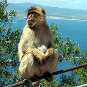 Monkeys in Gibraltar