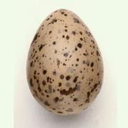 Gull Egg
